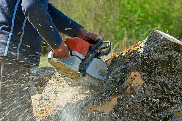 Reliable La Homa, TX Tree Services Solutions