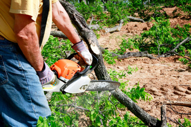 How Our Tree Care Process Works  in  La Homa, TX